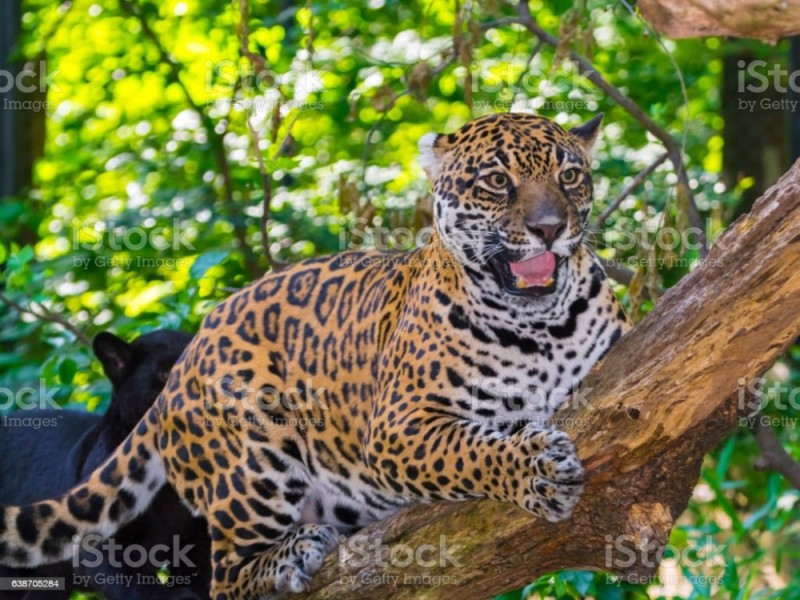 Create meme: jaguar in the jungle, the jaguar era, costa rica jaguars