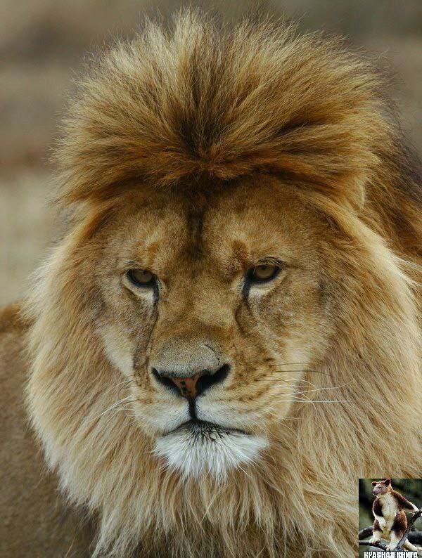 Leo the lion - Создать мем - Meme-arsenal.com
