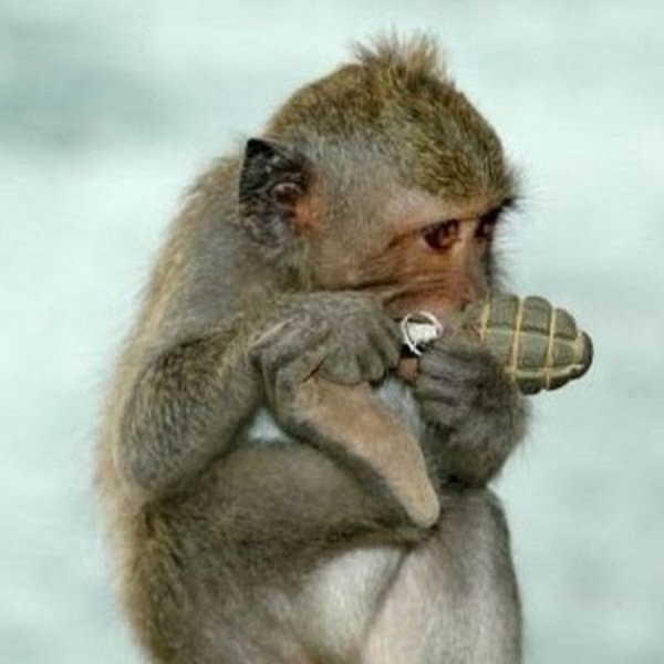 Create meme: monkey with a grenade