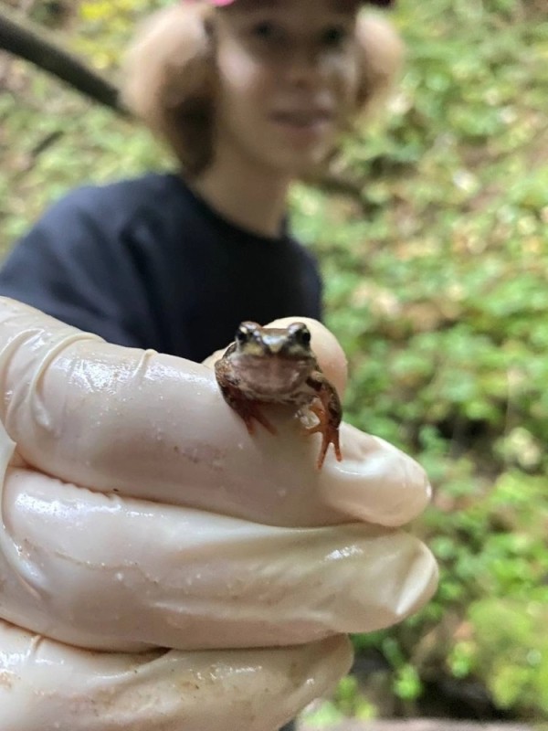 Создать мем: лягушка жаба, маленькая лягушка, самая маленькая лягушка в мире