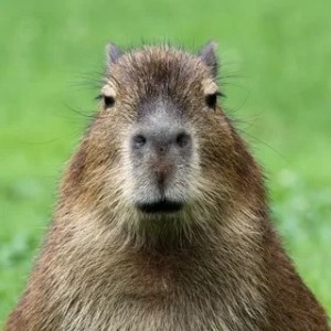 Create meme: angry capybara, the capybara, a pet capybara