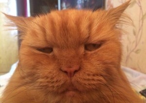 Create meme: unbridled joy, MEM squint red cat 2018, Valentine red