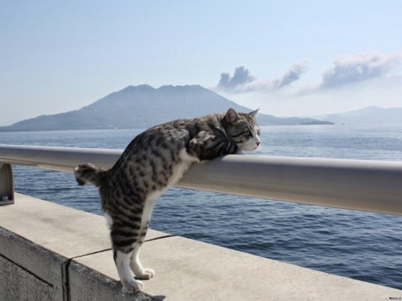 Создать мем: кот, хочу на море, кот на море