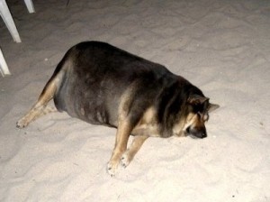 Создать мем: самая толстая собака, самая жирная собака, толстая собака