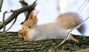 Create meme: squirrels, squirrels, proteins