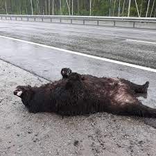 Создать мем: медведь медведь, медведь на дороге, медведи на трассе ханты мансийск