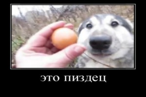 Create meme: eggs, clean memes, Dog