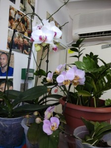 Создать мем: орхидеи на подоконнике, орхидея phalaenopsis, фаленопсис