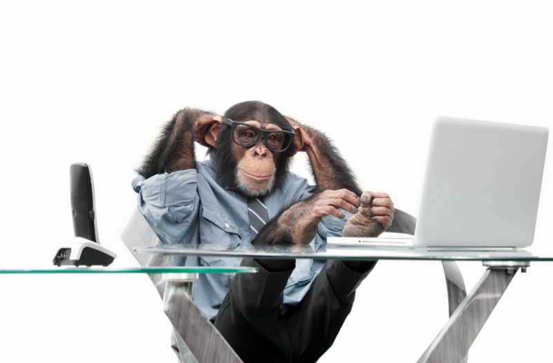 Create meme: the monkey behind the computer, a monkey with a laptop, a monkey with a computer