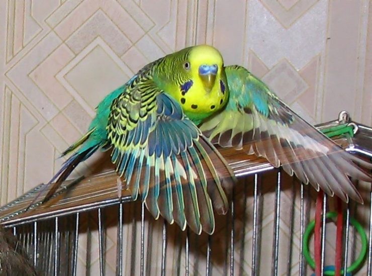 Создать мем: волнистый попугайчик зеленый, волнистый попугай зеленый, волнистый попугай чех