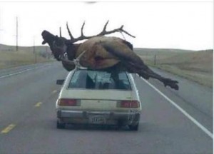 Create meme: a deer jumps in front of car, moose hunting funny pictures, a deer jumps across the road