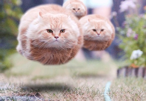 Создать мем: круглый кот летит, flying cat, егор летов