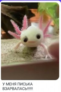 Create meme: the axolotl