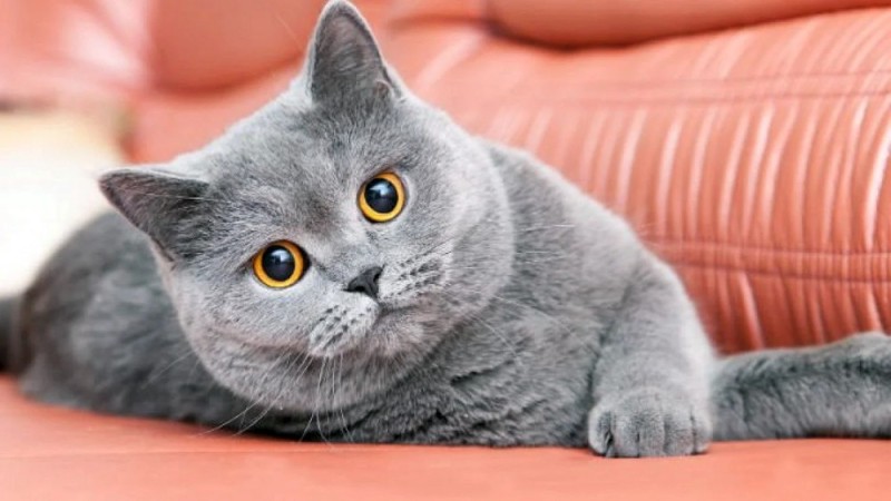 Создать мем: порода кошек британская, порода кошек британская короткошерстная, британец короткошерстный