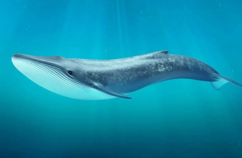 Create meme: Schleich blue whale 14806, blue whale, the blue whale 