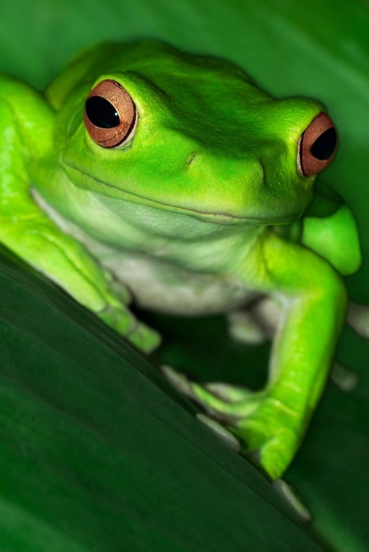 Создать мем: frog, green tree frog, лягушка лягушка
