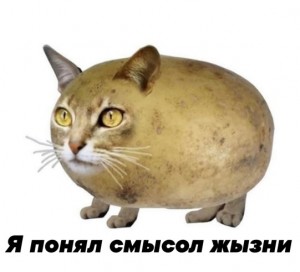Создать мем: кошки, коты, каркошка кошка картошка