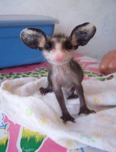 Create meme: animal sugar possum, big-eared opossum