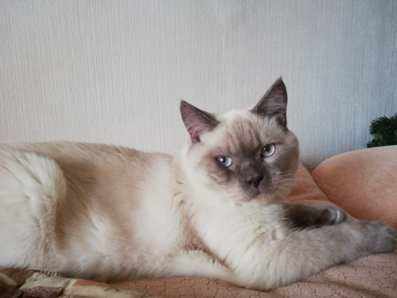 Create meme: Siamese cat , Thai cat breed , Siamese cat