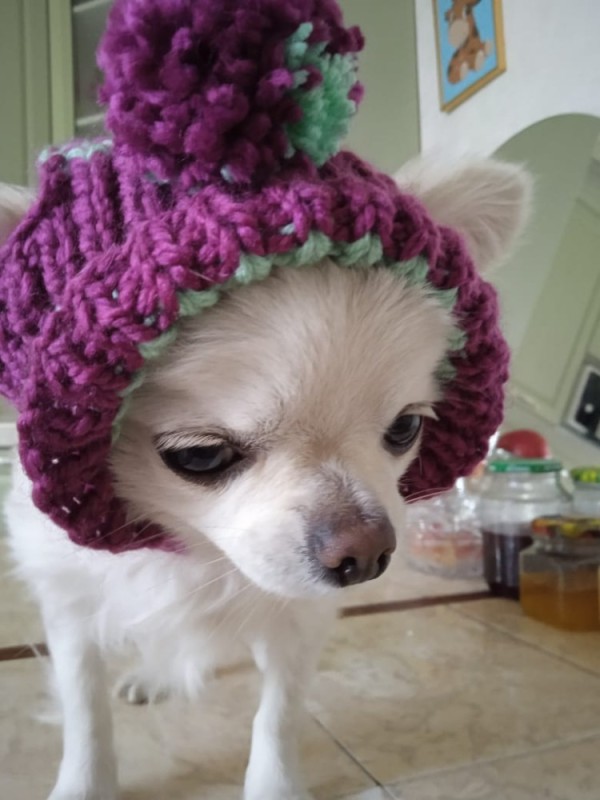 Create meme: hats for small dogs, chihuahua, Chihuahua dog