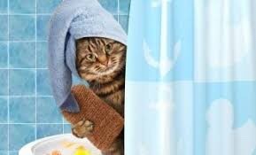 Создать мем: шторка для ванной с котом, котик в ванной, кот в ванне