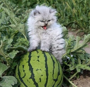 Create meme: watermelon, angry kitty with a watermelon, kitten and a watermelon