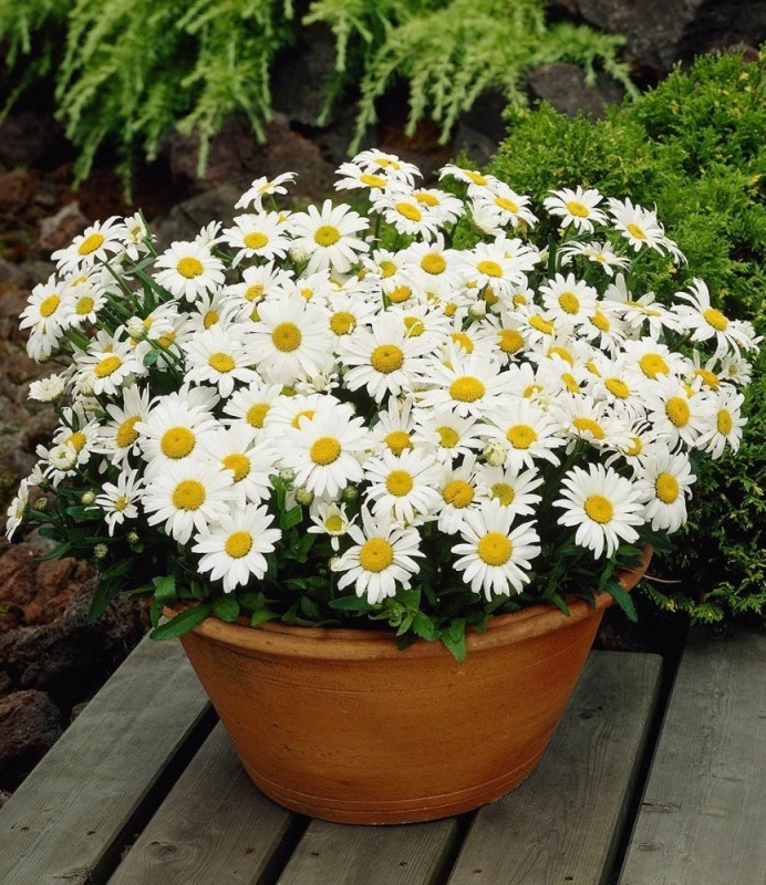 Create meme: leucanthemum, flower nivyanik, camomile bush