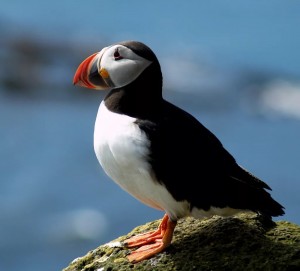 Create meme: Arctic standstill, bird stalled, puffin bird