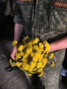 Создать мем: chrysanthemum, одуванчик