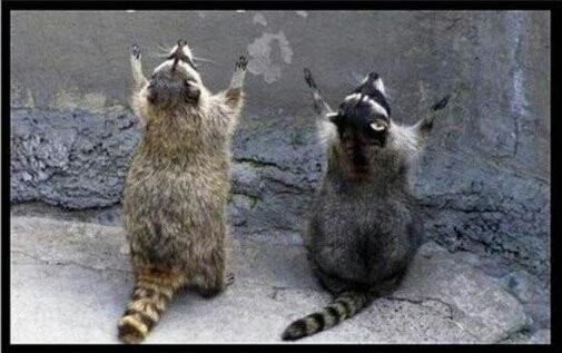 Create meme: raccoons , raccoon gargle , raccoons funny