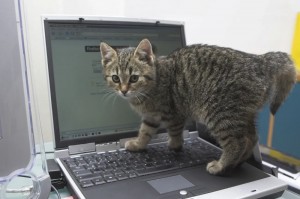 Create meme: working cat, the cat at the computer, cat home