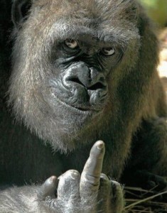 Создать мем: горилла,с телефоном грустная, примат фак, животные