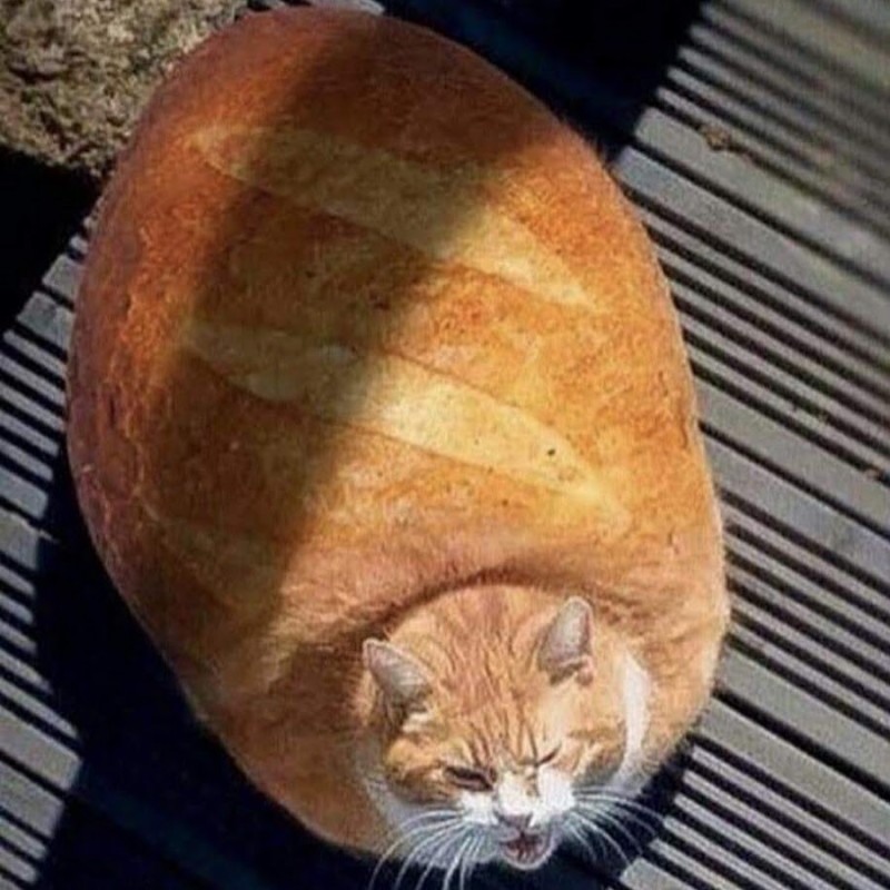 Create meme: funny fat cat, cat funny , cat bread