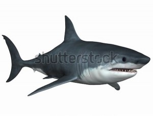 Create meme: shark pictures, pictures of sharks for kids, Megalodon photo PNG