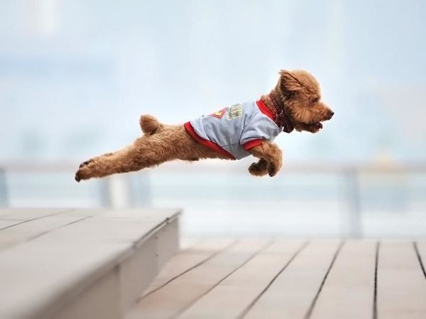 Create meme: flying dog, The dog is flying, positive dogs