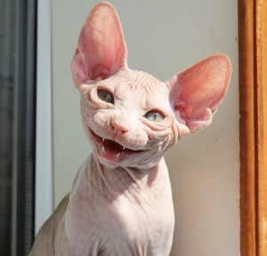 Create meme: Sphynx cat, Sphynx, Sphinx