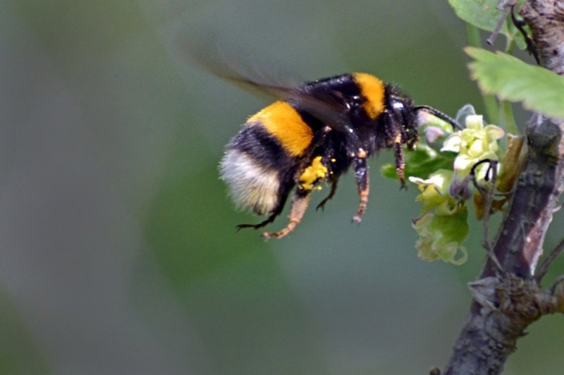 Create meme: bumblebee trumpeter, bumblebee , bumblebee gray black