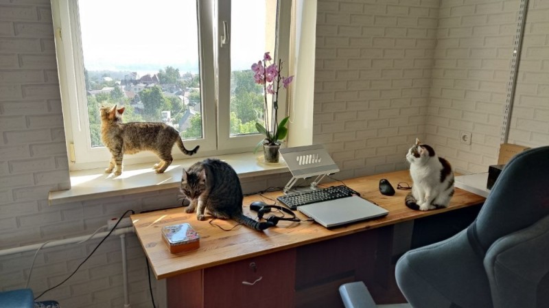 Создать мем: коты, кошка с ноутбуком, кошка