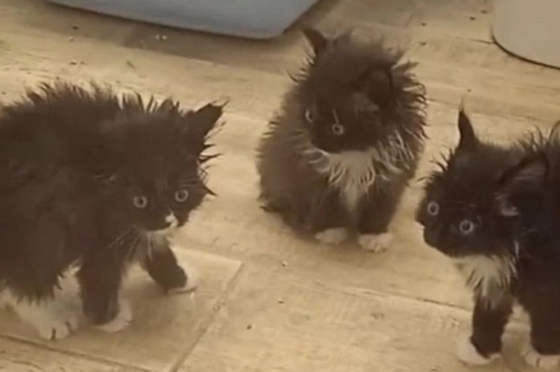 Create meme: cat got scared, black fluffy kitten mongrel, fluffy kitten