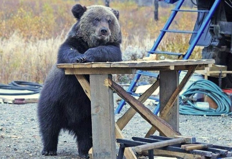 Create meme: bear bear, russia bear funny, waiting for sanctions bear