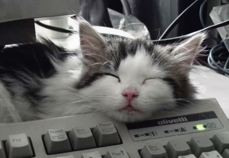Создать мем: кот спит на клавиатуре, кот с клавиатурой, кот