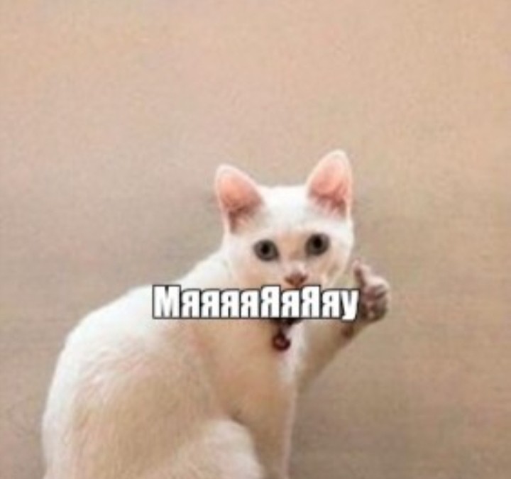 Create meme: meme cat , seals , cat meme 