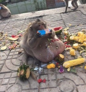 Создать мем: толстая макака, обезьяна обжора, обезьянка с едой жирная