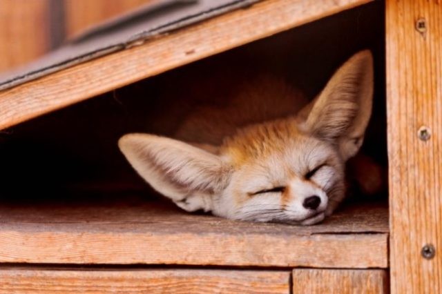 Create meme: Fox , sleepy fox, Fenech home