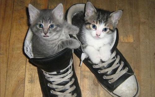 Create meme: a kitten in sneakers, the cat in sneakers, a cat in sneakers