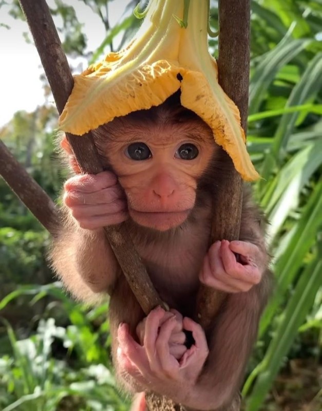Создать мем: мартышка, тайган #shorts. живи, стёпка, живи!, маленькая обезьянка