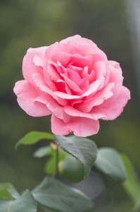 Создать мем: цветы розовые розы, роза тиклед пинк, розовые розы
