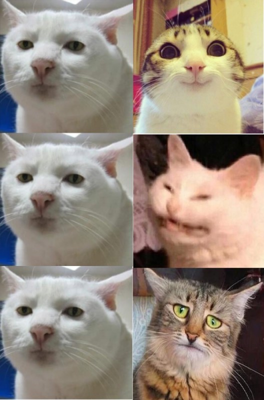 Create meme: serious cat , crying cat meme, serious cat meme