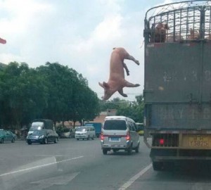 Создать мем: свинья, свинья выпрыгивает из машины, свинья падает из грузовика