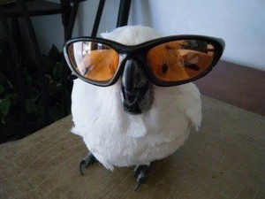 Create meme: parrot with glasses meme, parrot glasses, baby with sunglasses meme